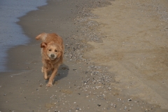 Strand Texel-3