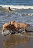 Dexter en Taylor