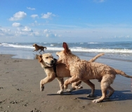 Dexter en Taylor