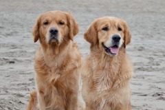 Noordwijk strand