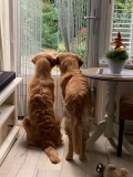 Wat gebeurt er in de tuin?