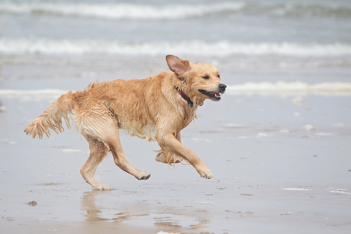 Rennen op het strand